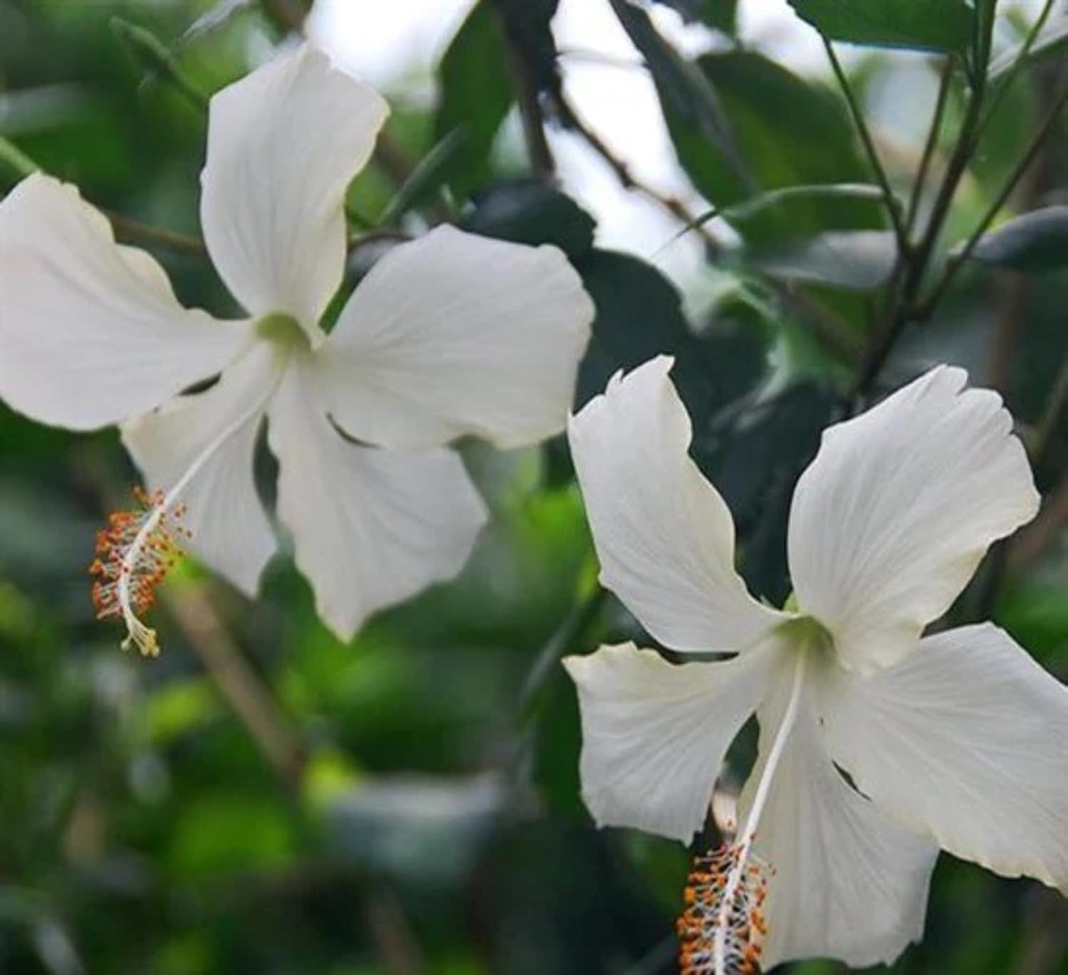 White Hibiscus Flower Seeds