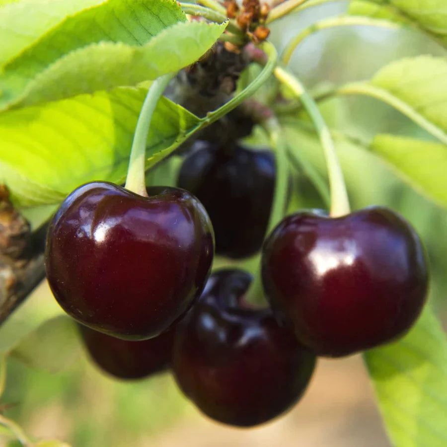 Black Tartarian Sweet Cherry Fruit And Tasty Cherries In Your Fruit Seeds