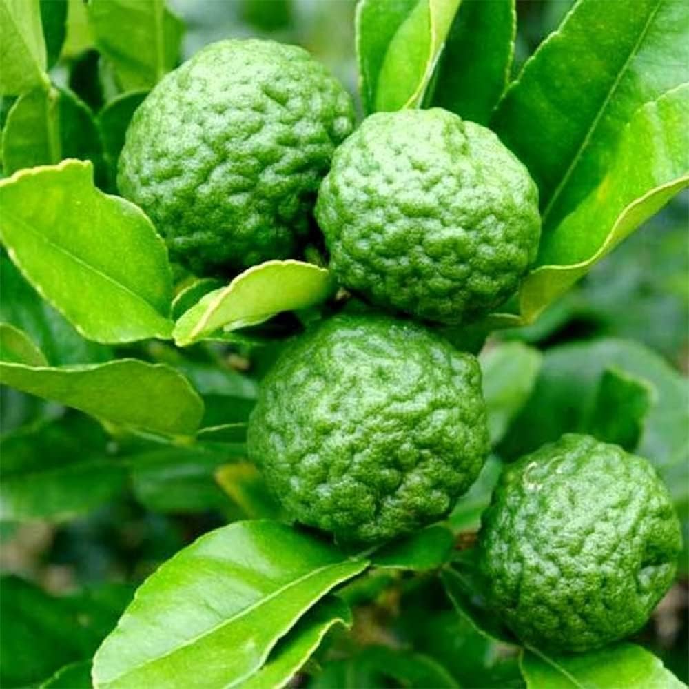 Citrus Hystrix Plant And Cultivating Bold Aromatic Lime Fruits Heirloom Gmo Free Fruit Seeds
