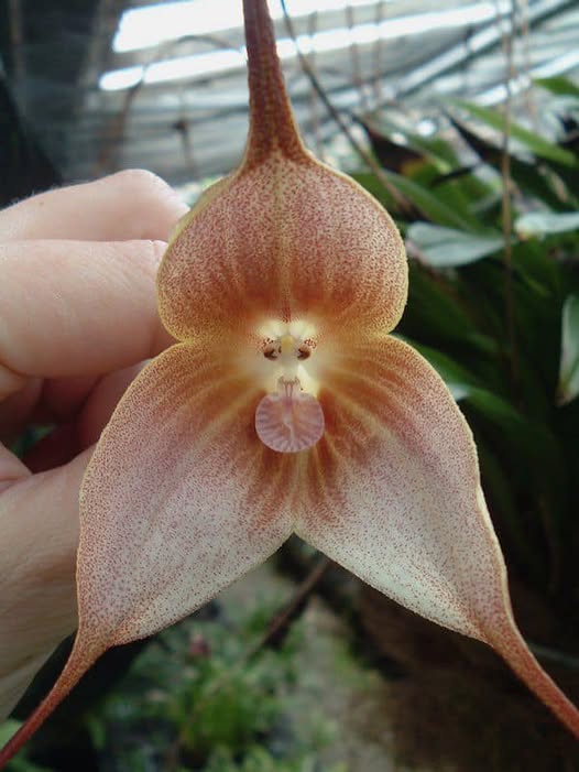 Brown Dracula Flower Seeds
