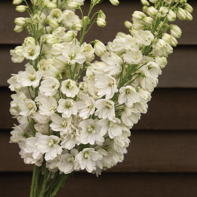 White Delphinium Elatum Flower Seeds - Heirloom Non GMO High Germination Flower Seeds for Home Garden Planting