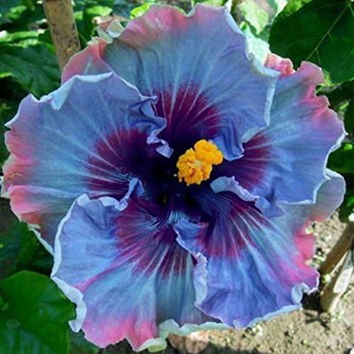 Lavender Giant Hibiscus Flower Seeds