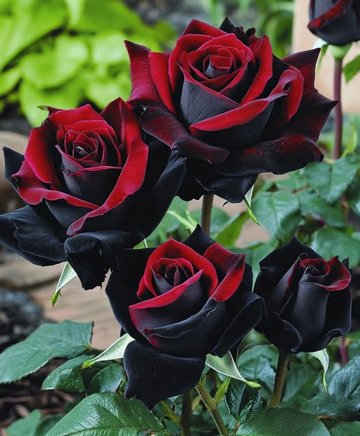 Red Black Rose Flower Seeds