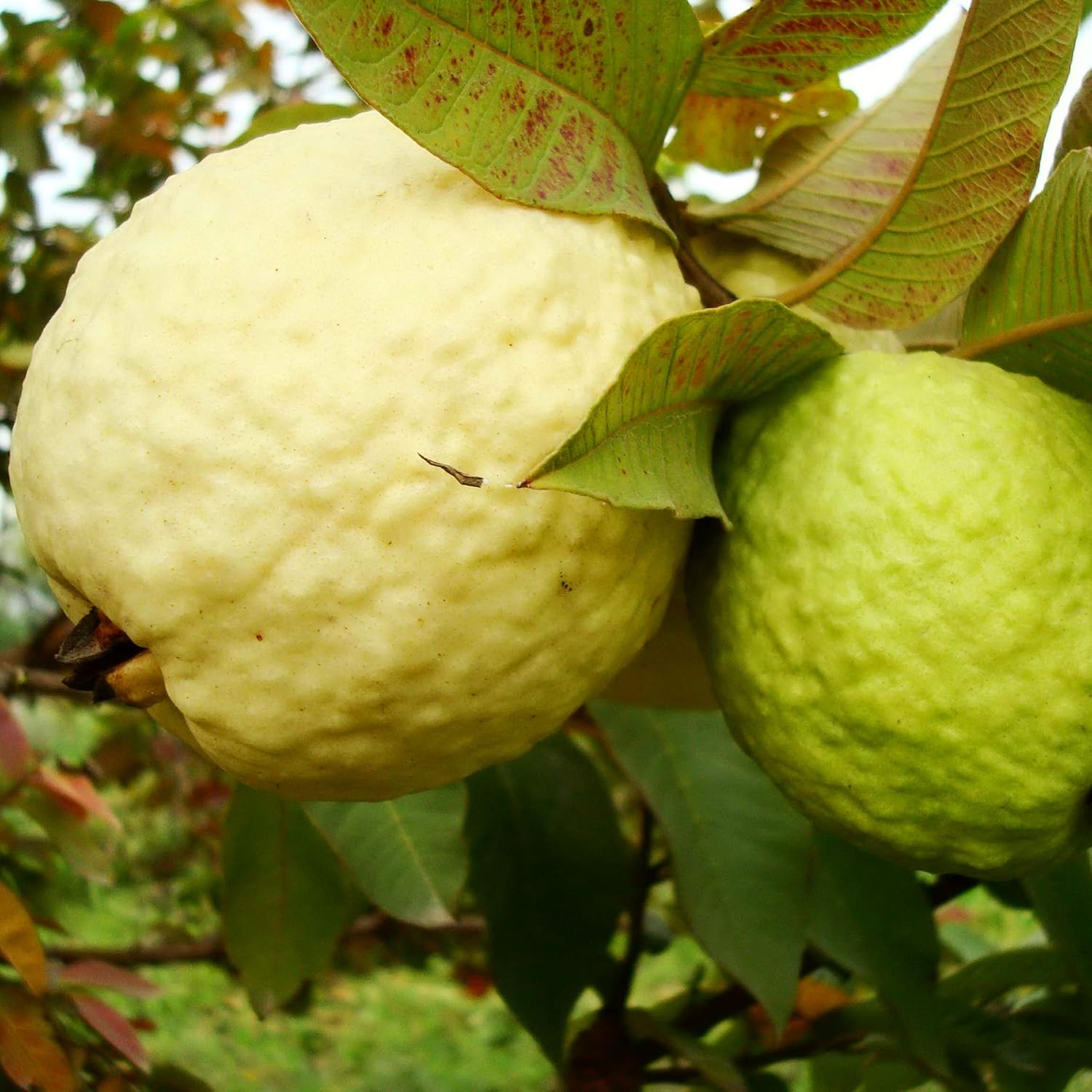 yellow mexican cream guava fruit for Fruit Seeds