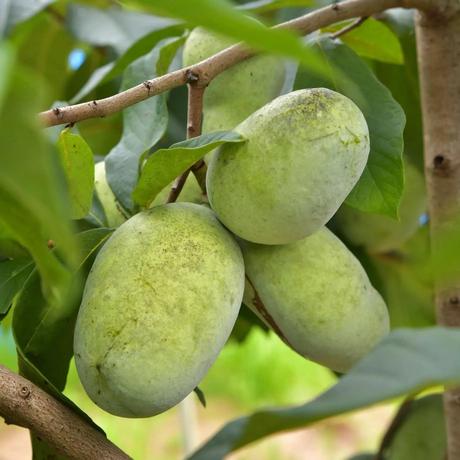 Green Asminia Triloba Plant For Home Planting Premium Fruit Seeds