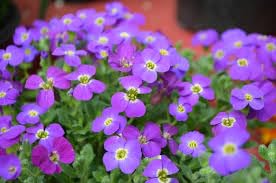 Purple Organic Cress Flower Rare Blooming Plants for Planting Heirloom Non-GMO High Germination Organic Garden for Ba