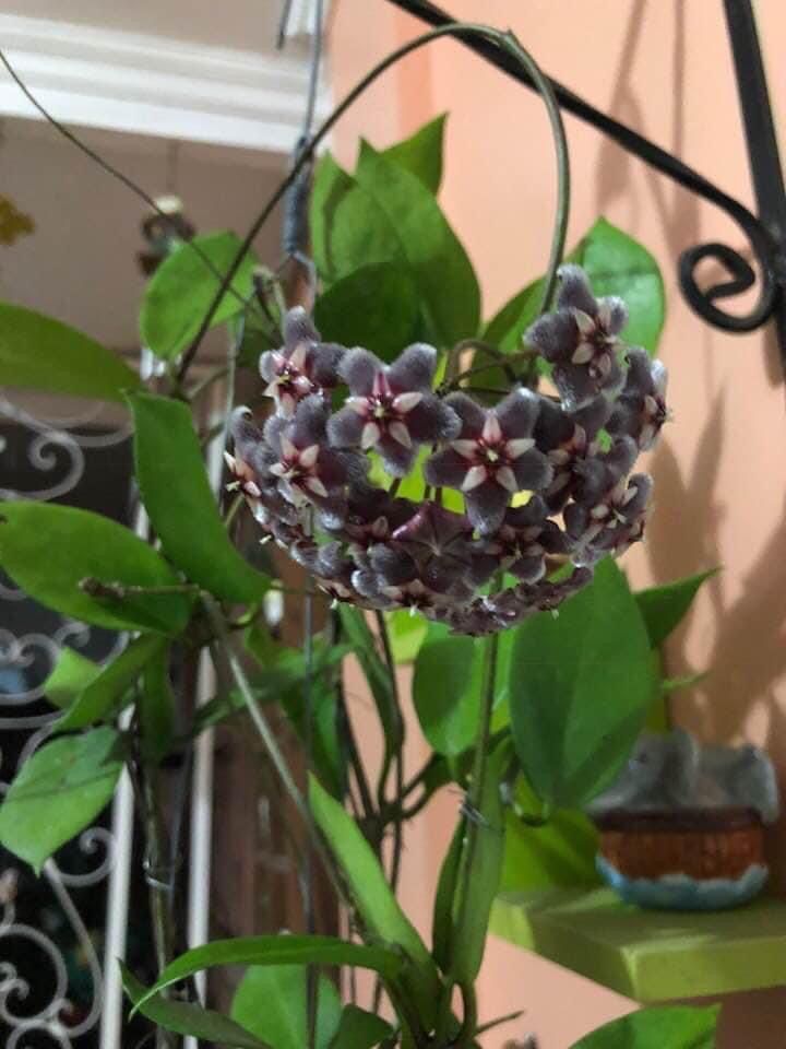 Black Lamprocapnos Flower Seeds - Heirloom Non GMO Premium Garden Seeds for Planting