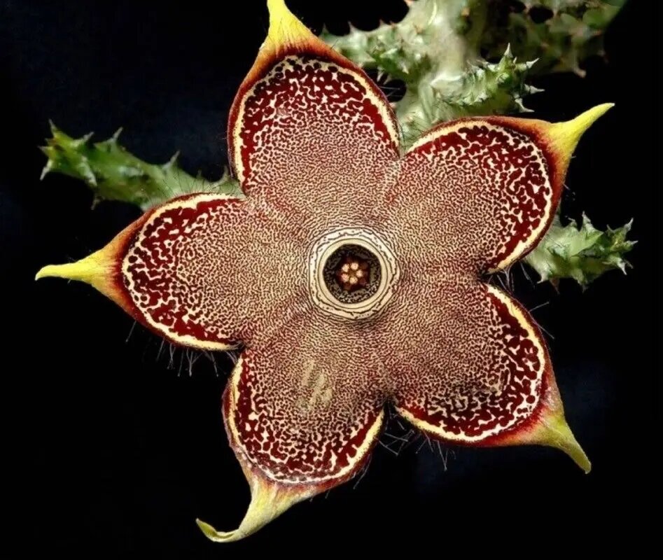 Edithcolea Grandis Flower Seeds