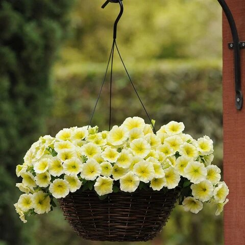 Petunia Flower Seeds – Exotic Flowering Plants for Vibrant Garden Beauty
