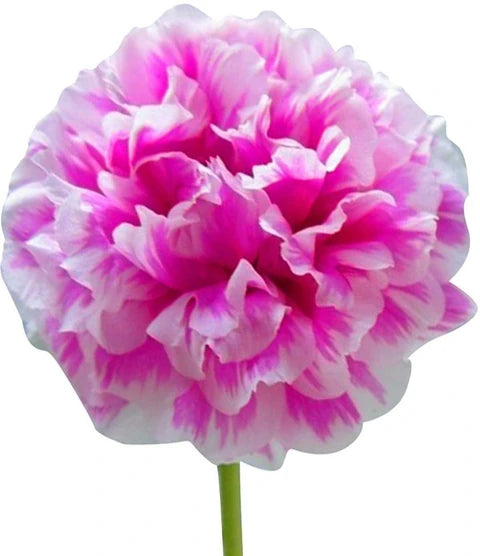 Pink Portulaca Grandiflora Flower Seeds - Heirloom Non GMO Premium Garden Seeds for Planting, High Germination Outdoor