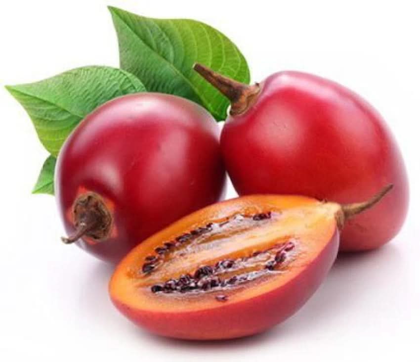 red tamarillo fruit for planting growing exotic trees heirloom non gmo home garden Fruit seeds