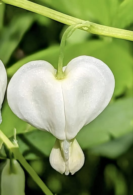 White Bleeding Heart Flower