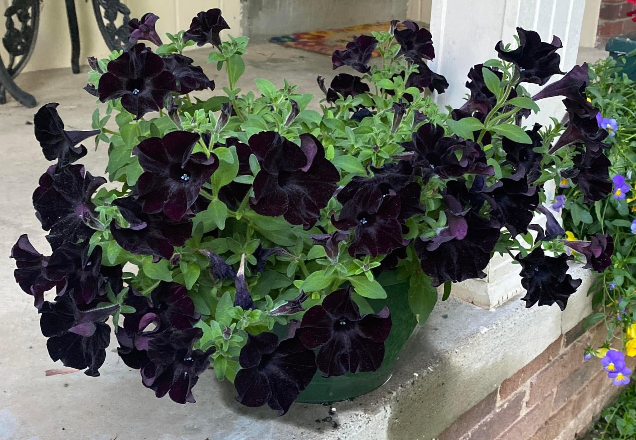 Black Heart Bleeding Flower Seeds - Heirloom Non GMO Premium Garden Seeds for Planting