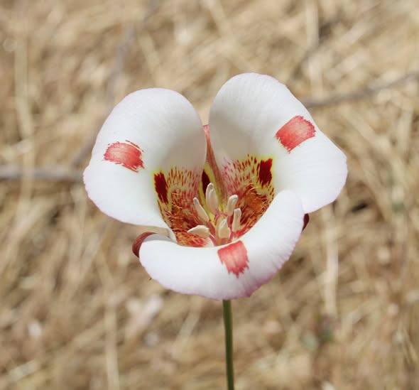 White Calochortus Flower Seeds