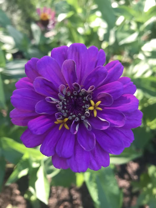 Dark Purple Zinnia Flower Seeds