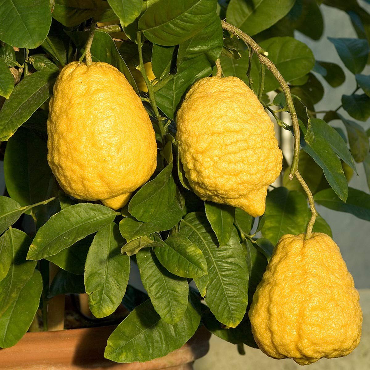 Esrog Fruit And Aromatic Citron Tree Fruit Seeds