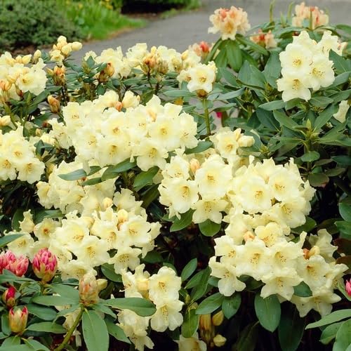 Yellow Light Lupine Flower Seeds