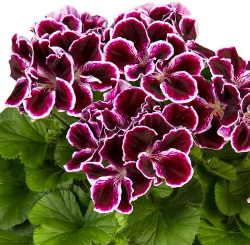 White Purple Pelargonium Flower Seeds