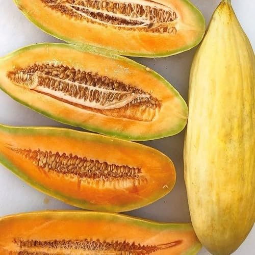 Banana Melon Fruit fruit seeds for organic garden planting