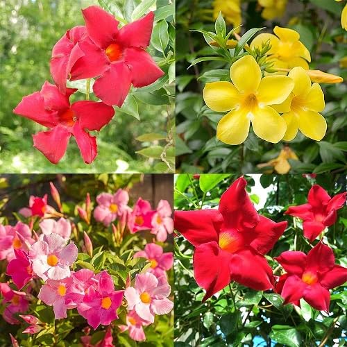 Mandevilla Flower Seeds