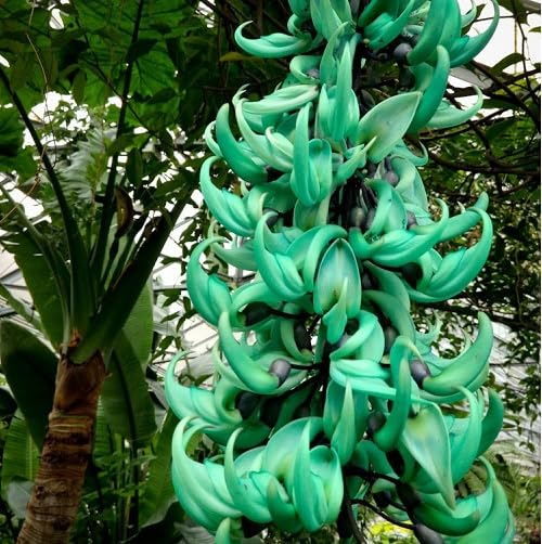 Green Strongylodon Flower Seeds