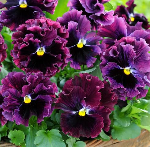 Purple Pansy Flower Seeds