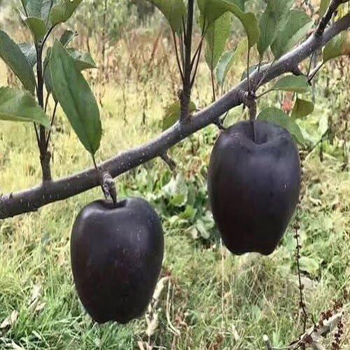 Black Apple Fruit Seeds organic garden seeds