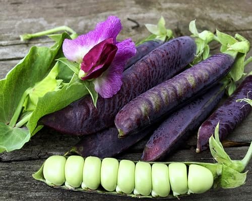 Purple Snow Pea Desiree Pod vegetable seeds - Heirloom, Organic, Non Gmo Garden Seeds for kitchen garden planting
