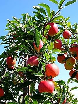 apple tree Fruit Seeds organic garden seeds