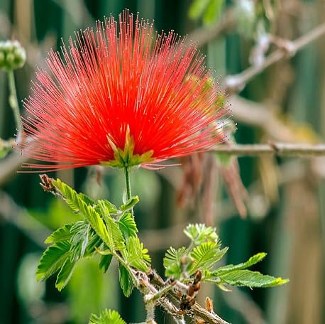 Calliandra Flower Seeds
