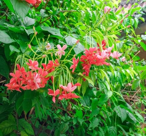 Quispualis Flower Seeds