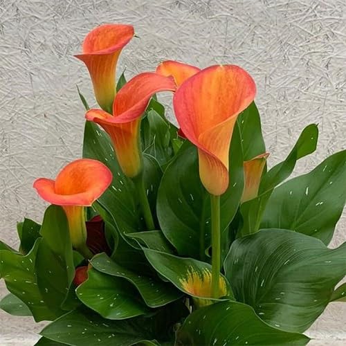 Orange Calla Lily Flower Seeds