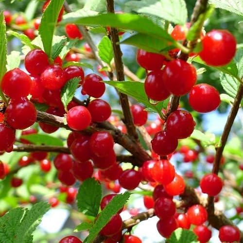 Red Prunus Tomentosa fruit seeds for organic garden planting