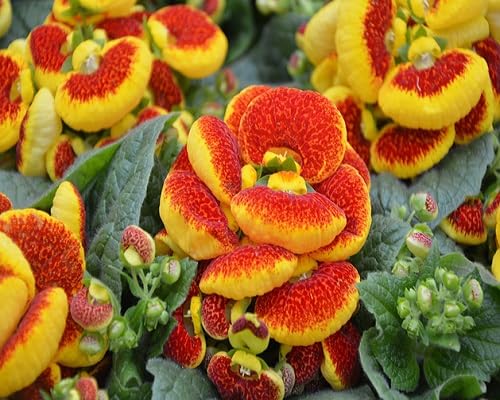 calceolaria flower seeds perennial