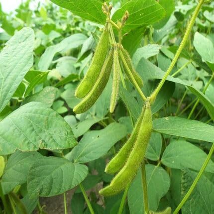 Soyabeans Green vegetable seeds for Home Gardening, Easy Grow Culinary Garden Selection for kitchen garden planting