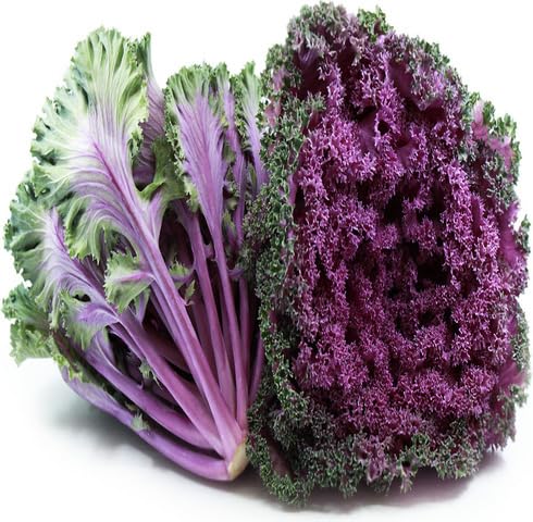 Purple Kale vegetable seeds - Heirloom, Organic, Non Gmo Garden Seeds for kitchen garden planting