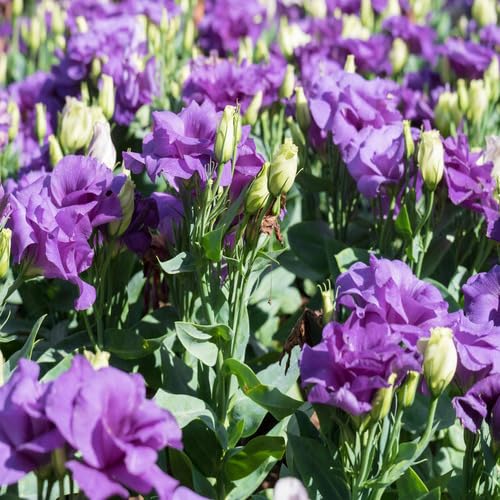 Violet Eustoma Flower Seeds