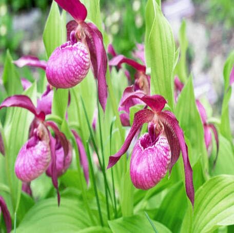 Pink Cypripedium Flower Seeds