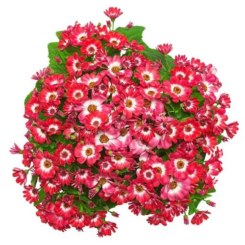 Red Cineraria Flower Seeds