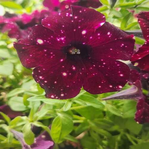 Maroon Peltatum Flowers Seeds