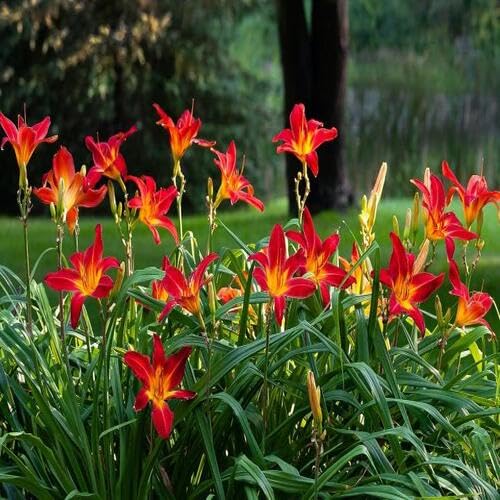 Green Maroon Hippeastrum Flower Seeds