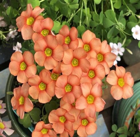 Orange Oxalis stenorrhyncha Flower Seeds