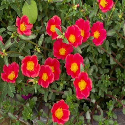 Red Purslane Flower Seeds