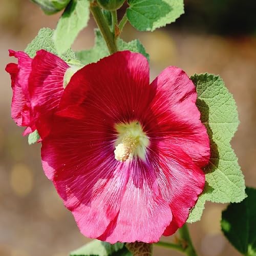 Pink Pale Hollyhock Flower Seeds