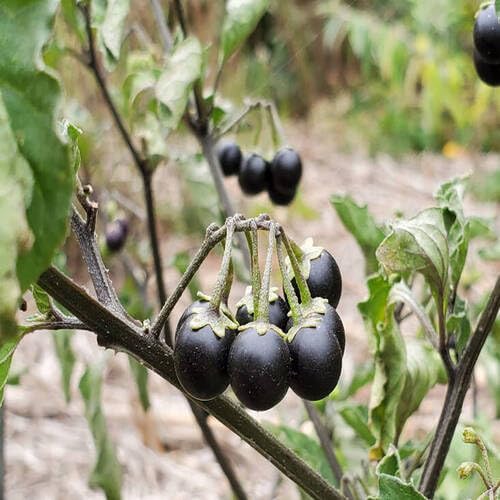 Black Solanum fruit seeds for organic garden planting