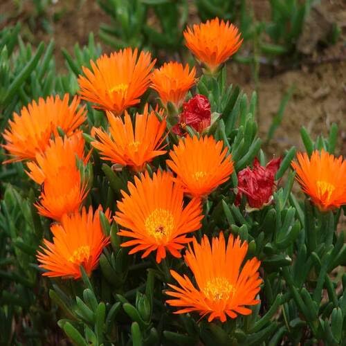Lampranthus Flower Seeds
