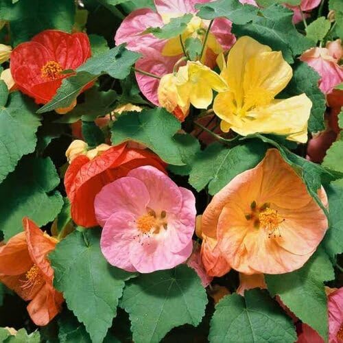Abutilon Flower Seeds