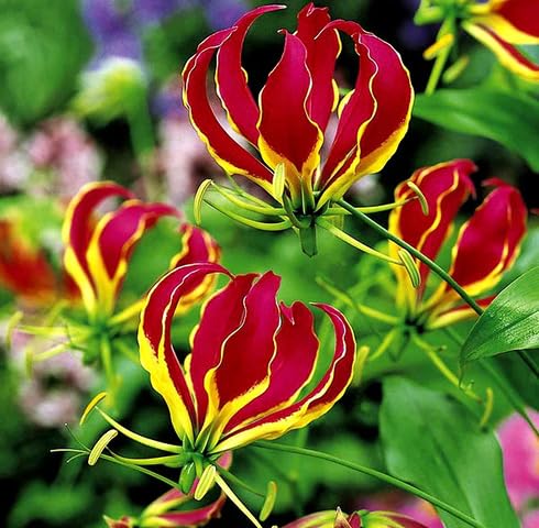 Pink Gloriosa Flower Seeds
