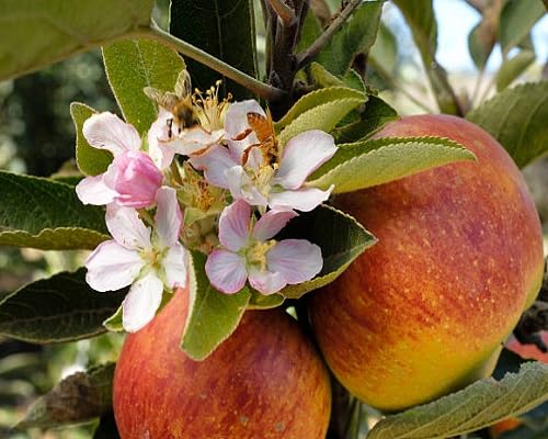 Pink Apple Blossom Flower Seeds