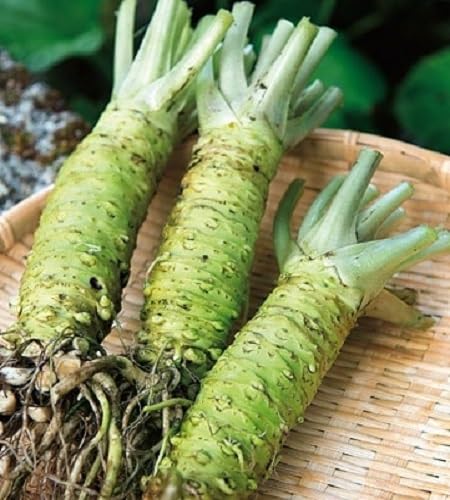 Wasabi Vegetable Seeds Heirloom, Non-GMO for Home Garden Planting